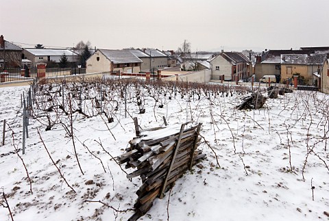 Clos StJacques vineyard of Bollinger a section of which is planted en foule The Pinot Noir grapes from the ungrafted vines are used in their Vieilles Vignes Franaises Ay Marne France Champagne