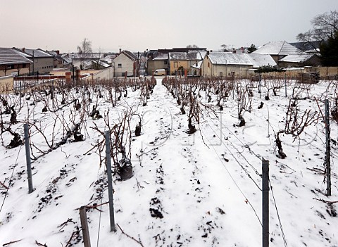 Clos StJacques vineyard of Bollinger the Pinot Noir grapes from the ungrafted vines are used in their Vieilles Vignes Franaises Ay Marne France Champagne