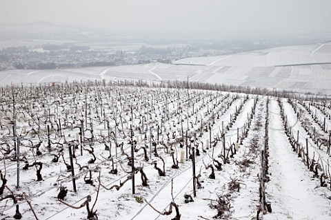 Ice encrusted vines and wires in Pinot Noir vineyard on the Montagne de Reims above Ay Marne France Champagne