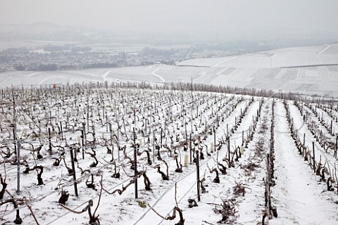 Ice encrusted vines and wires in Pinot Noir vineyard on the Montagne de Reims above Ay Marne France Champagne