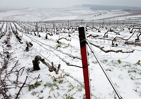 Ice encrusted vines and wires in pruned Pinot Noir vineyard on the Montagne de Reims above Ay Marne France Champagne