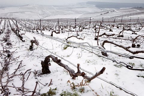 Ice encrusted vines and wires in pruned Pinot Noir vineyard on the Montagne de Reims above Ay Marne France Champagne