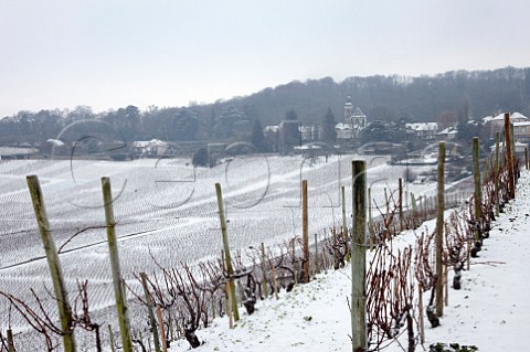 Vineyards below the Abbey of Hautvillers where Dom Prignon is buried   Near pernay Marne France  Champagne