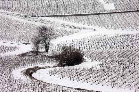 Vineyards at Hautvillers near pernay Marne France  Champagne