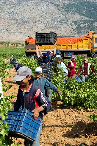 Pickers in vineyard of Chateau Musar Aana Bekaa Valley Lebanon