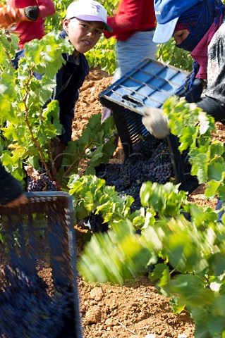 Harvest in vineyard of Chateau Musar Aana Bekaa Valley Lebanon