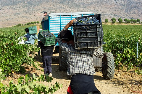 Harvesting Cabernet Sauvignon grapes in vineyard of Cave Kouroum Kefraya Bekaa Valley Lebanon