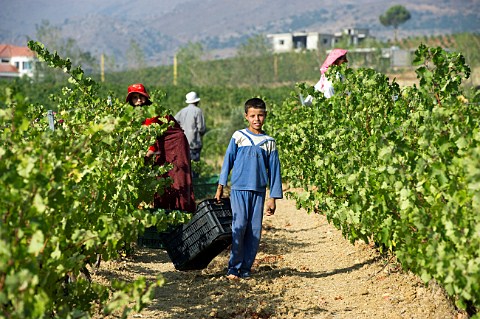 Young pickers in Cabernet Sauvignon vineyard of Cave Kouroum Kefraya Bekaa Valley Lebanon