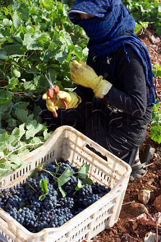 Bedouin woman picking grapes in vineyard of Chateau Kefraya Kefraya Bekaa Valley Lebanon