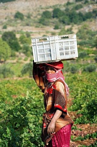 Bedouin woman at harvest time in vineyard of Chateau Kefraya Kefraya Bekaa Valley Lebanon