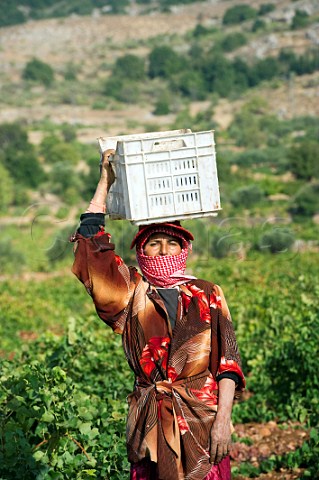 Bedouin woman at harvest time in vineyard of Chateau Kefraya Kefraya Bekaa Valley Lebanon