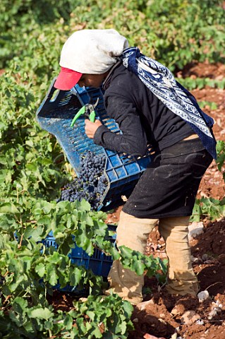 Harvesting in vineyard of Chateau Kefraya Kefraya Bekaa Valley Lebanon