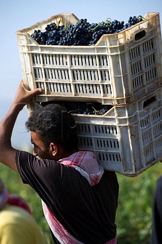 Carrying crates of harvested grapes in vineyard of Chateau Kefraya Kefraya Bekaa Valley Lebanon