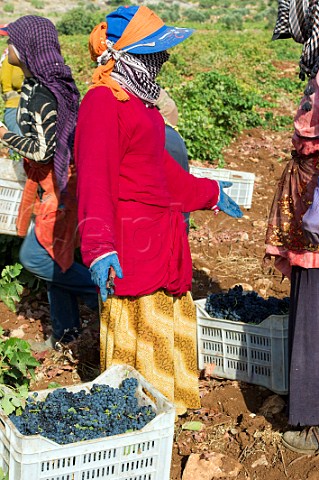 Bedouin women picking grapes in vineyard of Chateau Kefraya Kefraya Bekaa Valley Lebanon