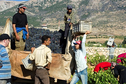 Harvesting grapes in vineyard of Chateau Kefraya Kefraya Bekaa Valley Lebanon