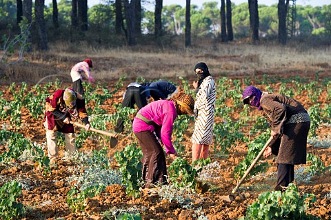 Bedouin women tilling the soil in young vineyard of Chateau Musar Aana Bekaa Valley Lebanon