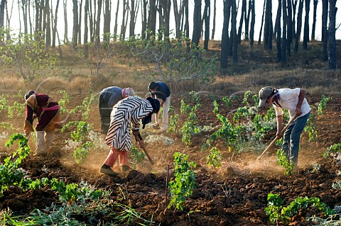 Bedouin women tilling the soil in young vineyard of Chateau Musar Aana Bekaa Valley Lebanon