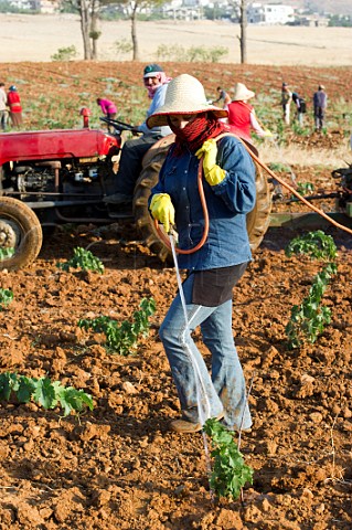 Bedouin woman watering young vines in vineyard of Chateau Musar Aana Bekaa Valley Lebanon