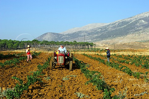 Bedouin women watering young vines in vineyard of Chateau Musar Aana Bekaa Valley Lebanon