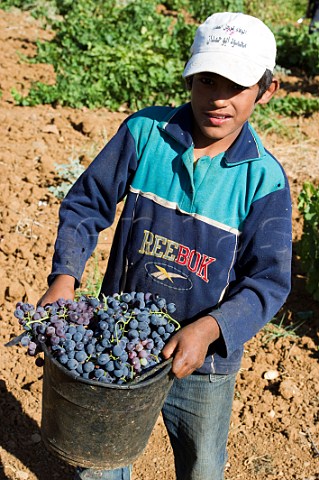 Young picker in vineyard of Chateau Musar Aana Bekaa Valley Lebanon