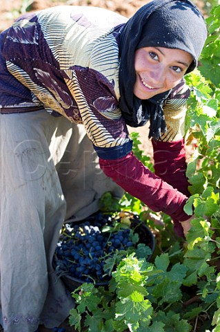 Young bedouin woman picking grapes in vineyard of Chateau Musar Aana Bekaa Valley Lebanon