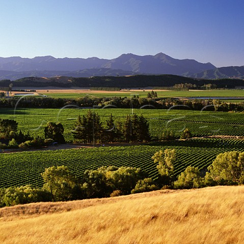 Vineyards of Little Beauty in the Waihopai Valley Marlborough New Zealand