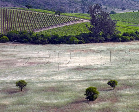 View over grasslands to Syrah vineyards of Matetic in the San Antonio valley Chile Rosario Valley