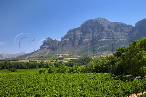 Vrede en Lust vineyards with Groot Drakenstein mountain beyond   Simondium Western Cape South Africa  SimonsbergPaarl