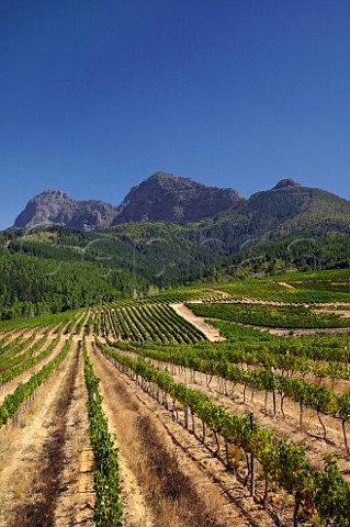 Klein Simonsvlei vineyards with the Simonsberg mountain beyond   Paarl Western Cape South Africa  SimonsbergPaarl