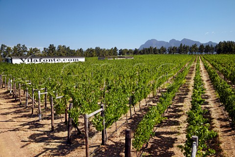 Cabernet Sauvignon vineyard of Vilafont with the Simonsberg mountain beyond   Paarl Western Cape South Africa  SimonsbergPaarl