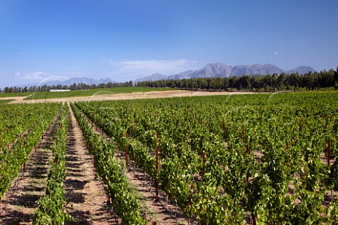 Vineyards of Vilafont with the Franschhoek Mountains and Drakenstein beyond   Paarl Western Cape South Africa  SimonsbergPaarl