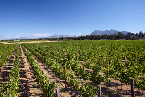 Vineyards of Vilafont with the Franschhoek Mountains Drakenstein and Simonsberg beyond  Paarl Western Cape South Africa  SimonsbergPaarl