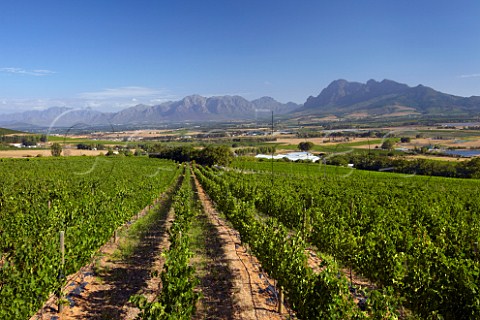 Fairview vineyards with the Franschhoek Mountains Drakenstein and Simonsberg beyond  Paarl Western Cape South Africa  SimonsbergPaarl