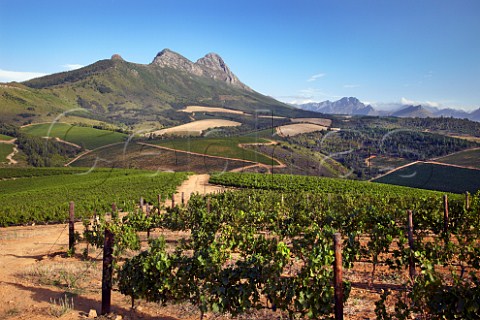 Uitkyk vineyards with the Simonsberg mountain beyond  Stellenbosch Western Cape South Africa  SimonsbergStellenbosch