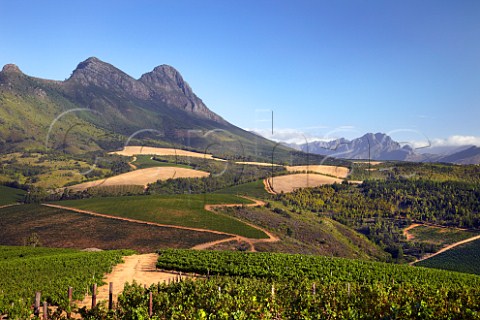 Uitkyk vineyards with the Simonsberg mountain beyond  Stellenbosch Western Cape South Africa  SimonsbergStellenbosch