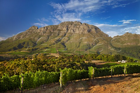 Thelema Mountain Vineyards with the Simonsberg beyond Stellenbosch Western Cape South Africa  SimonsbergStellenbosch