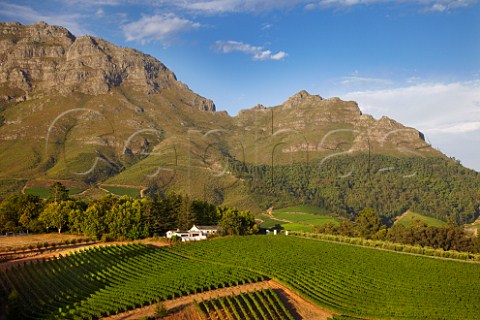 Thelema Mountain Vineyards with the Simonsberg beyond Stellenbosch Western Cape South Africa  SimonsbergStellenbosch