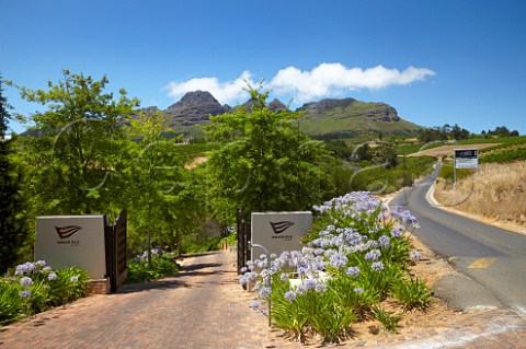 Agapanthus flowering at entrance to Ernie Els Wines with the Helderberg Mountain beyond  Stellenbosch Western Cape South Africa  Stellenbosch