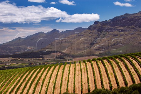 Vineyard of Uva Mira with Stellenbosch Mountain and the Simonsberg beyond   Stellenbosch Western Cape South Africa  Stellenbosch