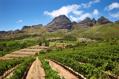 Vineyard of Uva Mira with Stellenbosch Mountain beyond   Stellenbosch Western Cape South Africa  Stellenbosch