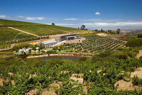 Hidden Valley vineyards olive grove and Overture Restaurant viewed from vineyard of Uva Mira Stellenbosch Western Cape South Africa  Stellenbosch