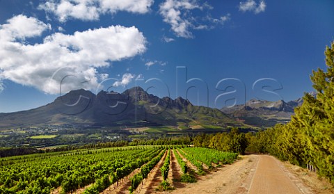 Vineyard of Vergelegen with the Helderberg Mountain in distance    Somerset West Western Cape South Africa   Stellenbosch