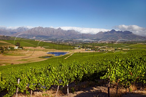 View from vineyards in the Polkadraai Hills towards Stellenbosch with the Stellenbosch Mountains and Helderberg beyond  Western Cape South Africa