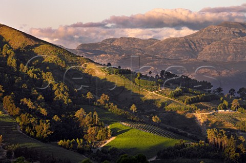 Vineyards on the southwestern slopes of the Simonsberg Mountain with the KleinDrakenstein Mountains beyond  Stellenbosch Western Cape South Africa SimonsbergStellenbosch