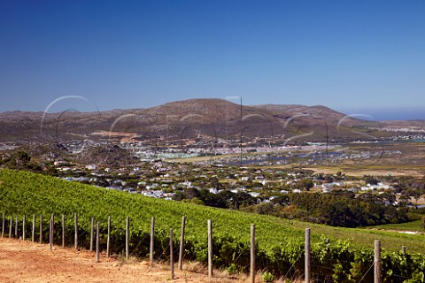 Cape Point Vineyards above Noordhoek Western Cape South Africa Cape Point