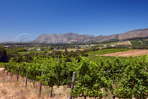 Sauvignon Blanc vineyard of Klein Constantia with False Bay in distance   Constantia Western Cape South Africa   Constantia