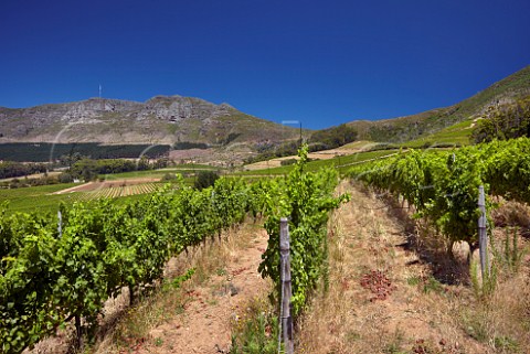 Sauvignon Blanc vineyard of Klein Constantia with the Constantiaberg mountain beyond  Constantia Western Cape South Africa   Constantia