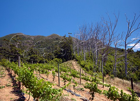 Dead nonnative eucalyptus trees by young Sauvignon Blanc vineyard of Klein Constantia Constantia Western Cape South Africa   Constantia