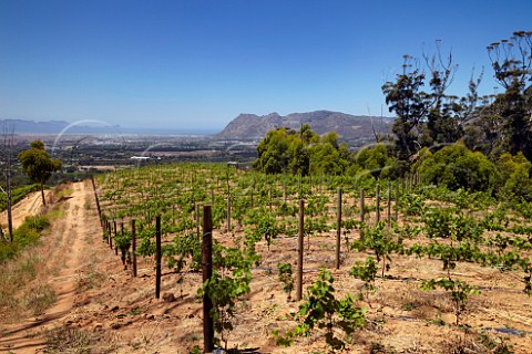 Young Sauvignon Blanc vineyard of Klein Constantia with False Bay in distance  Constantia Western Cape South Africa   Constantia