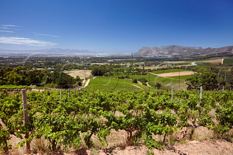 Vineyards of Klein Constantia with False Bay in distance  Constantia Western Cape South Africa   Constantia